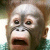 jigsawmonkeyibpro